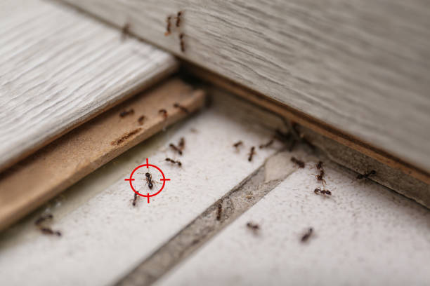 Insect Control in Edgerton, WI